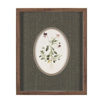 15808 - Viola Arvensis Flowers by Pierre Joseph Redoute a Hand Embellished Framed Print under Glass