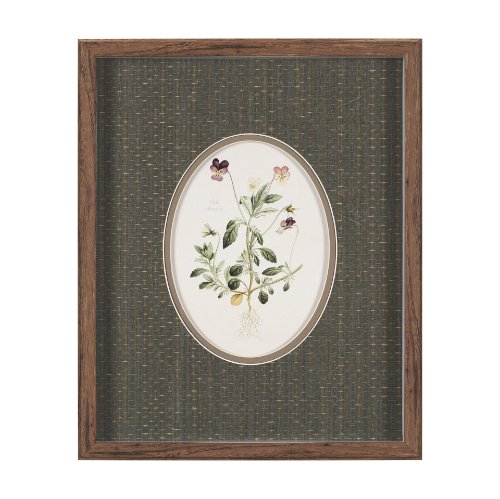 15808 - Viola Arvensis Flowers by Pierre Joseph Redoute a Hand Embellished Framed Print under Glass
