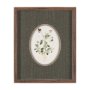 15808 - Viola Arvensis Flowers by Pierre Joseph Redoute a Hand Embellished Framed Print under Glass