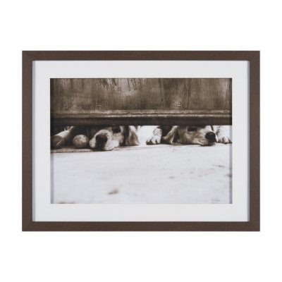 15818 - We See You Dogs by Jim Dratfield Framed Photo Print under Glass