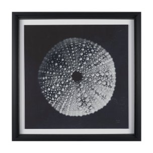 Urchin Still Life I by Nathan Larson a Hand Embellished Framed Photo Art Print Matted under Glass