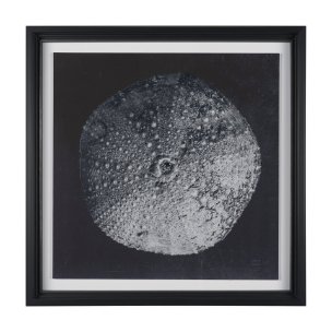 Urchin Still Life III by Nathan Larson a Hand Embellished Framed Photo Art Print Matted under Glass