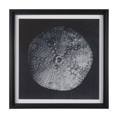 15830 - Urchin Still Life III by Nathan Larson a Hand Embellished Framed Photo Art Print Matted under Glass