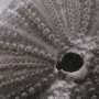 15805 - Urchins in Lace I by Deborah Revell a Hand Embellished Framed Print under Glass