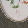 15807 - Anagallis Arvensis Flowers by Pierre Joseph Redoute a Hand Embellished Framed Print under Glass
