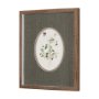 15808 - Viola Arvensis Flowers by Pierre Joseph Redoute a Hand Embellished Framed Print under Glass