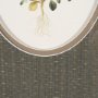 15808 - Viola Arvensis Flowers by Pierre Joseph Redoute a Hand Embellished Framed Print under Glass