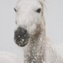 15832 - Determination Horse(Set of 2) by Irene Sucocki a Hand Embellished Framed Art Photo Print under Glass