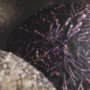 15833 - Purple Sea Urchins by Nathan Larson a Hand Embellished Framed Photo Art Print Matted under Glass