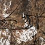 102691-FL - Chaos & Order II by Chad Warren a Hand Embellished Textured Framed Canvas