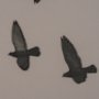 15862 - Flock I by Nathan Larson a Hand Embellished Framed Photo Print under Glass