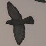 15862 - Flock I by Nathan Larson a Hand Embellished Framed Photo Print under Glass