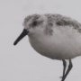 15861 - Tybee Island Sanderling by Nathan Larson a Hand Embellished Framed Photo Print under Glass