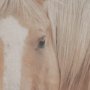 16248 - Looking Back by Nathan Larson FramedPhoto Print Matted under Glass