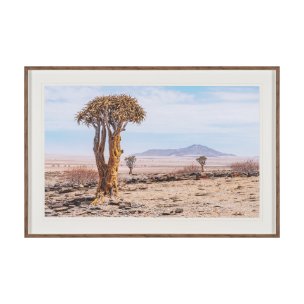 Namibia Tree in Desert by Richard Silver Textured Framed Photo Print Matted under Glass