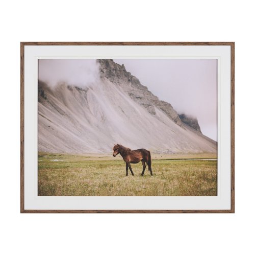 16338 - Icelandic Horse by Stefan and Audrey Framed Photo Print Matted under Glass
